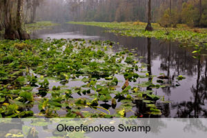 Okeefenokee Swamp