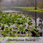 OkefenokeeSwamp_GA